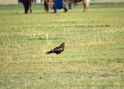 Zwarte wouw (oostelijk) (black-eared kite) Milvus migrans lineatus  - Kharkhorin 16-08-2016 (3)